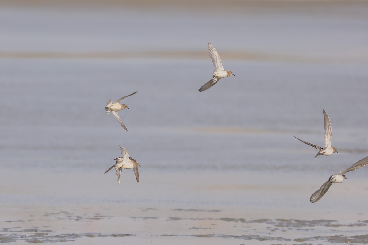 Pectoral Sandpiper - ML642842023