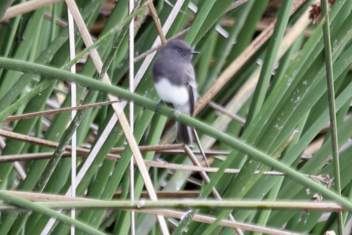 Black Phoebe - ML642842024