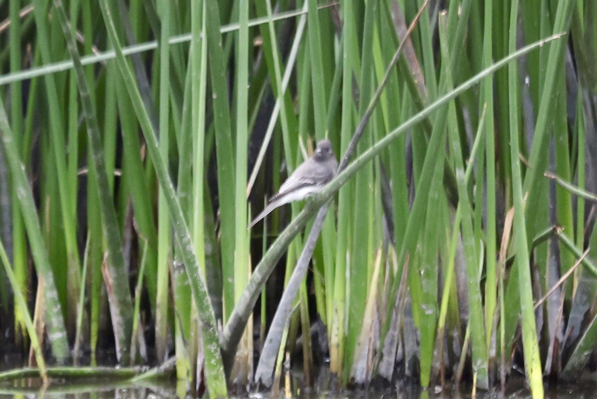 Black Phoebe - ML642842025