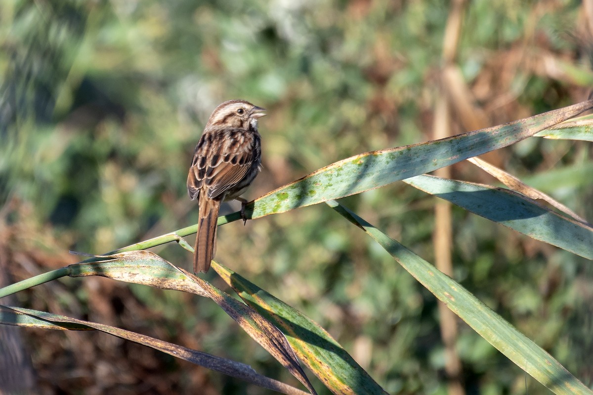 Song Sparrow - ML642842026