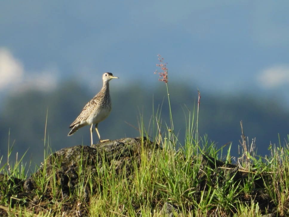 Upland Sandpiper - ML642842027