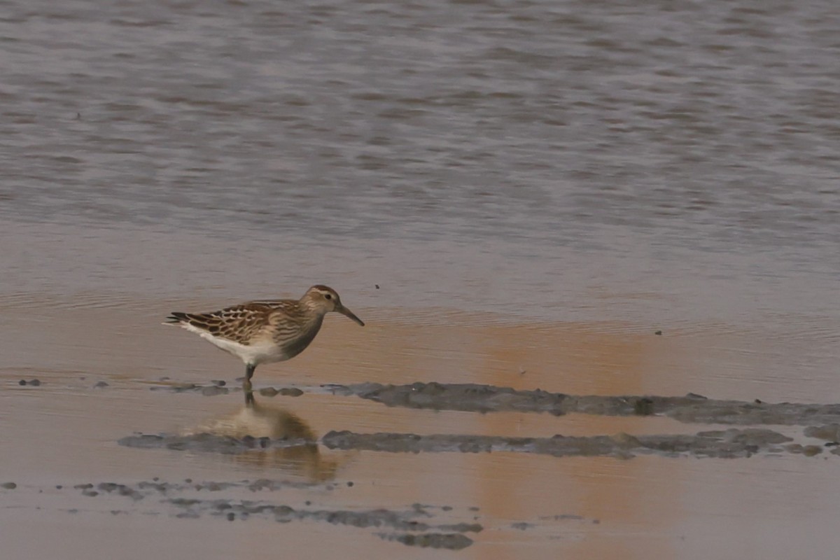 Pectoral Sandpiper - ML642842034