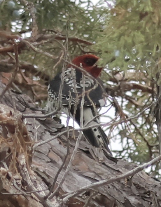 Red-breasted Sapsucker - ML642842037