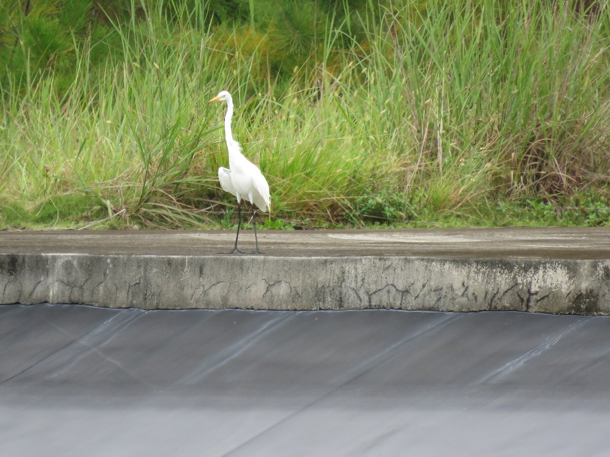 Great Egret - ML642842038