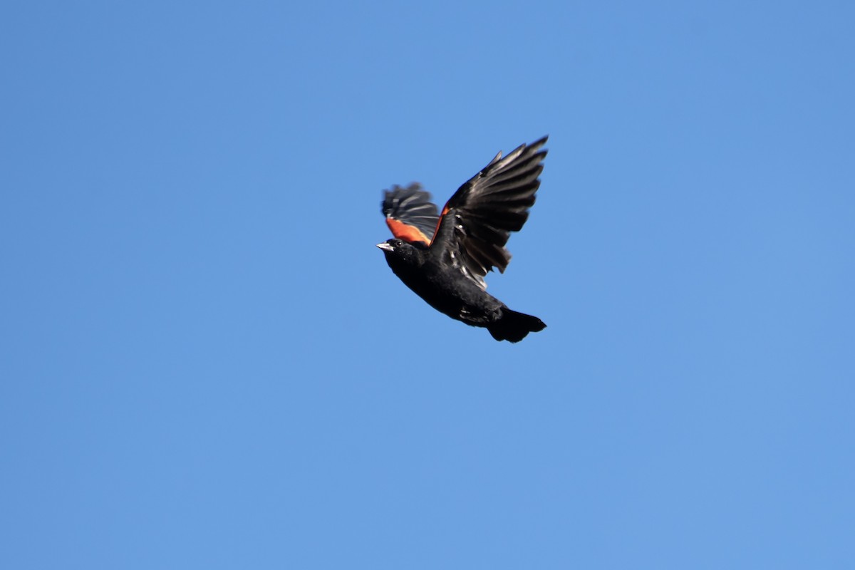 Red-winged Blackbird - ML642842040