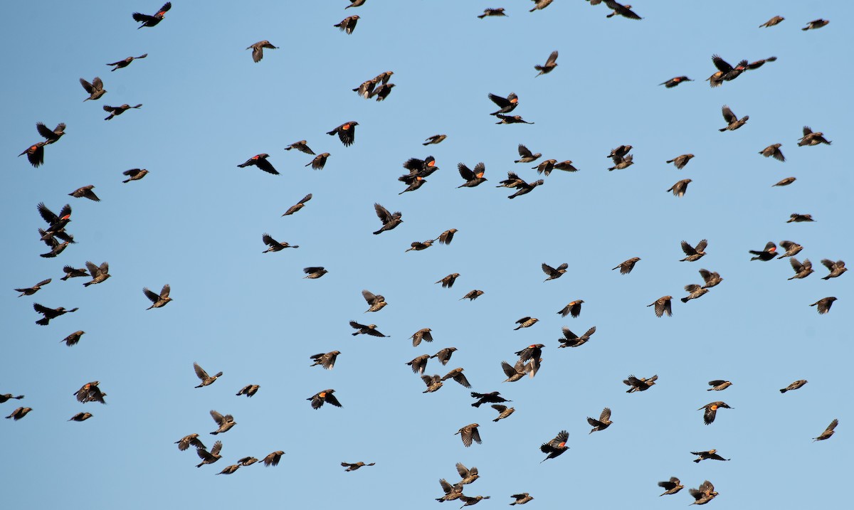 Red-winged Blackbird - ML642842041