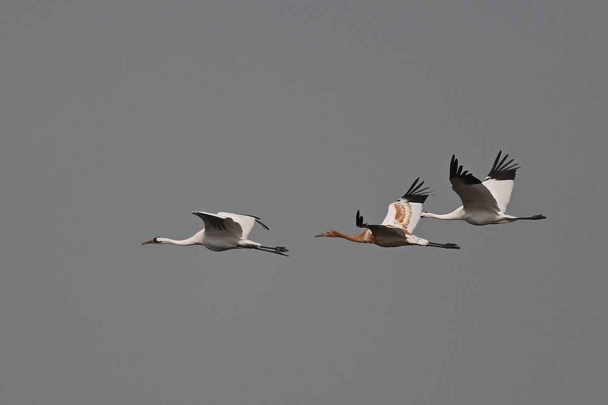 Whooping Crane - ML642842043