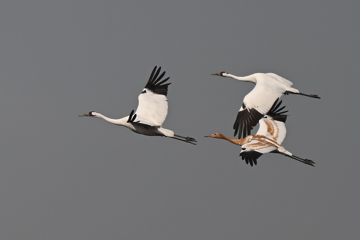 Whooping Crane - ML642842044