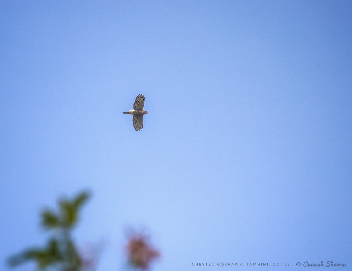 Crested Goshawk - ML642842046
