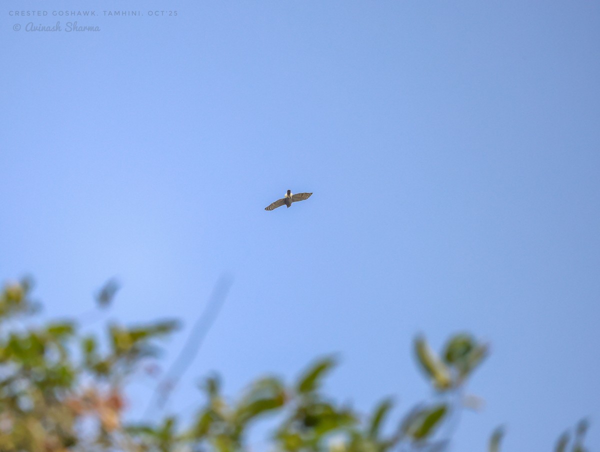 Crested Goshawk - ML642842052