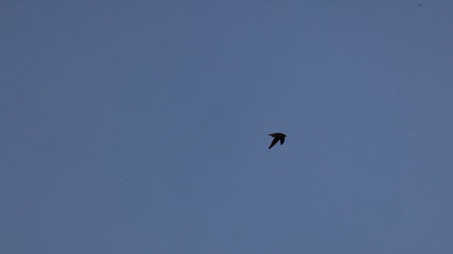 Chimney Swift - ML642842054