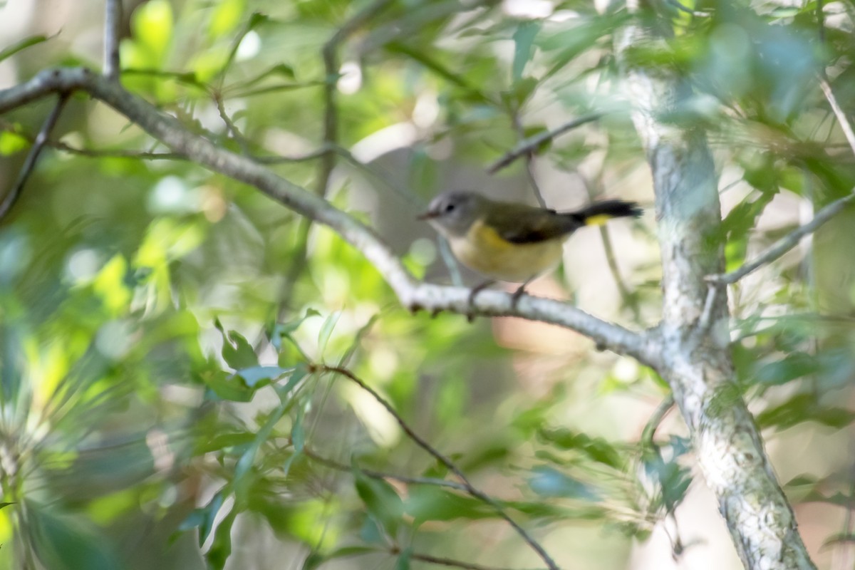 American Redstart - ML642842059