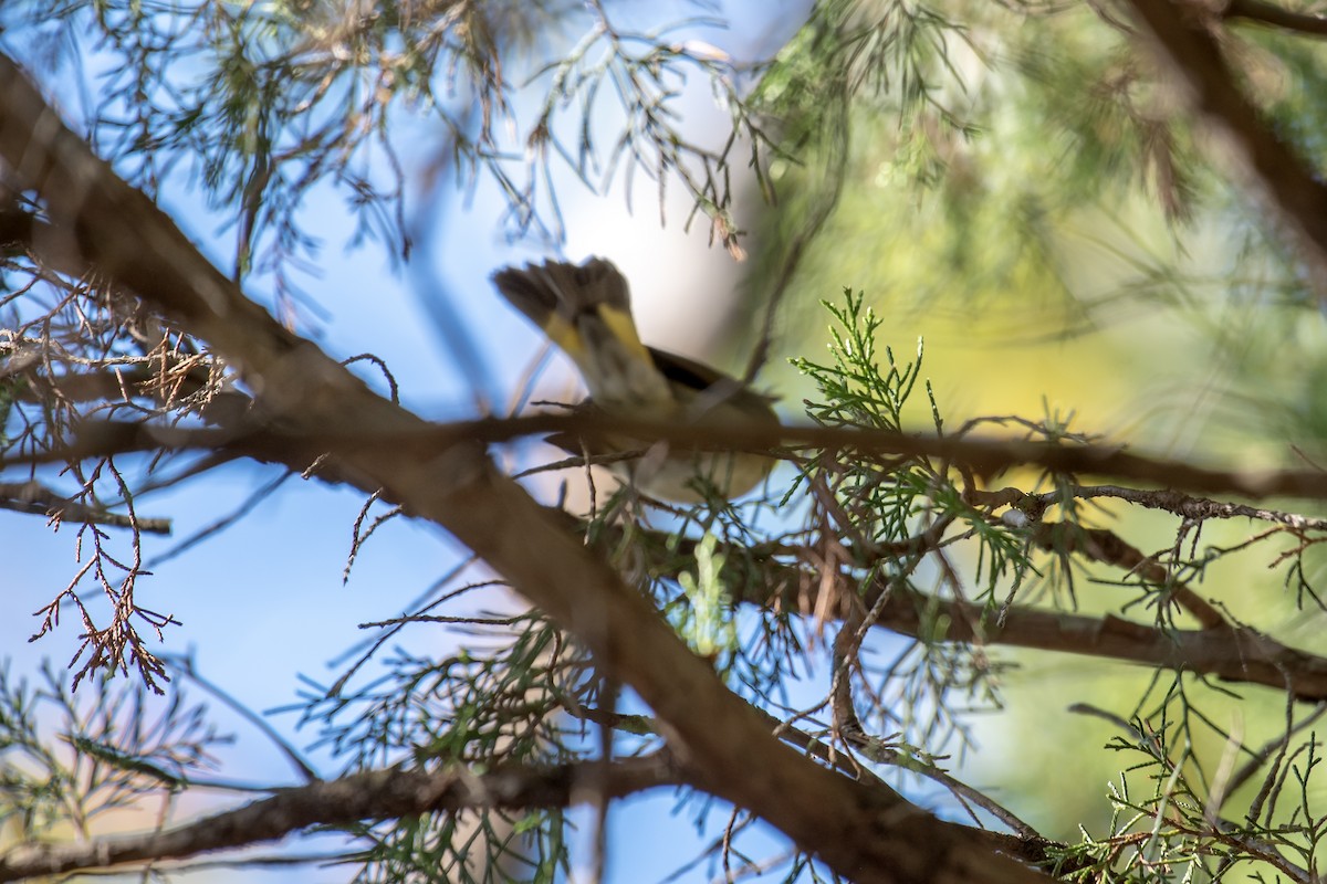 American Redstart - ML642842060