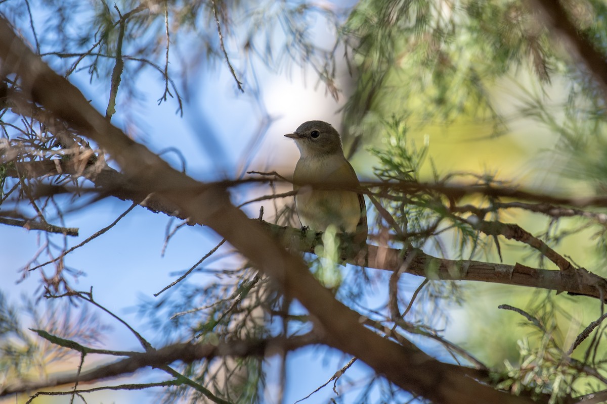 American Redstart - ML642842061