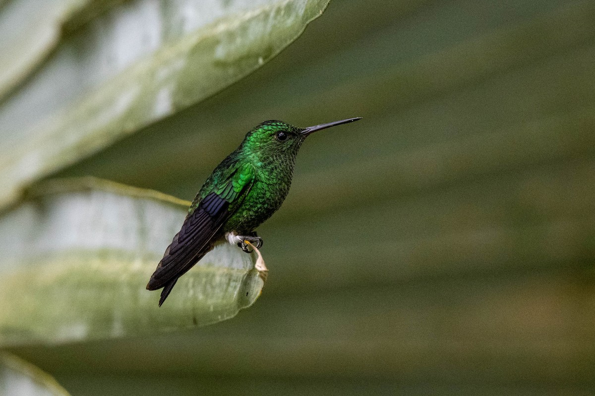 Steely-vented Hummingbird - ML642842064
