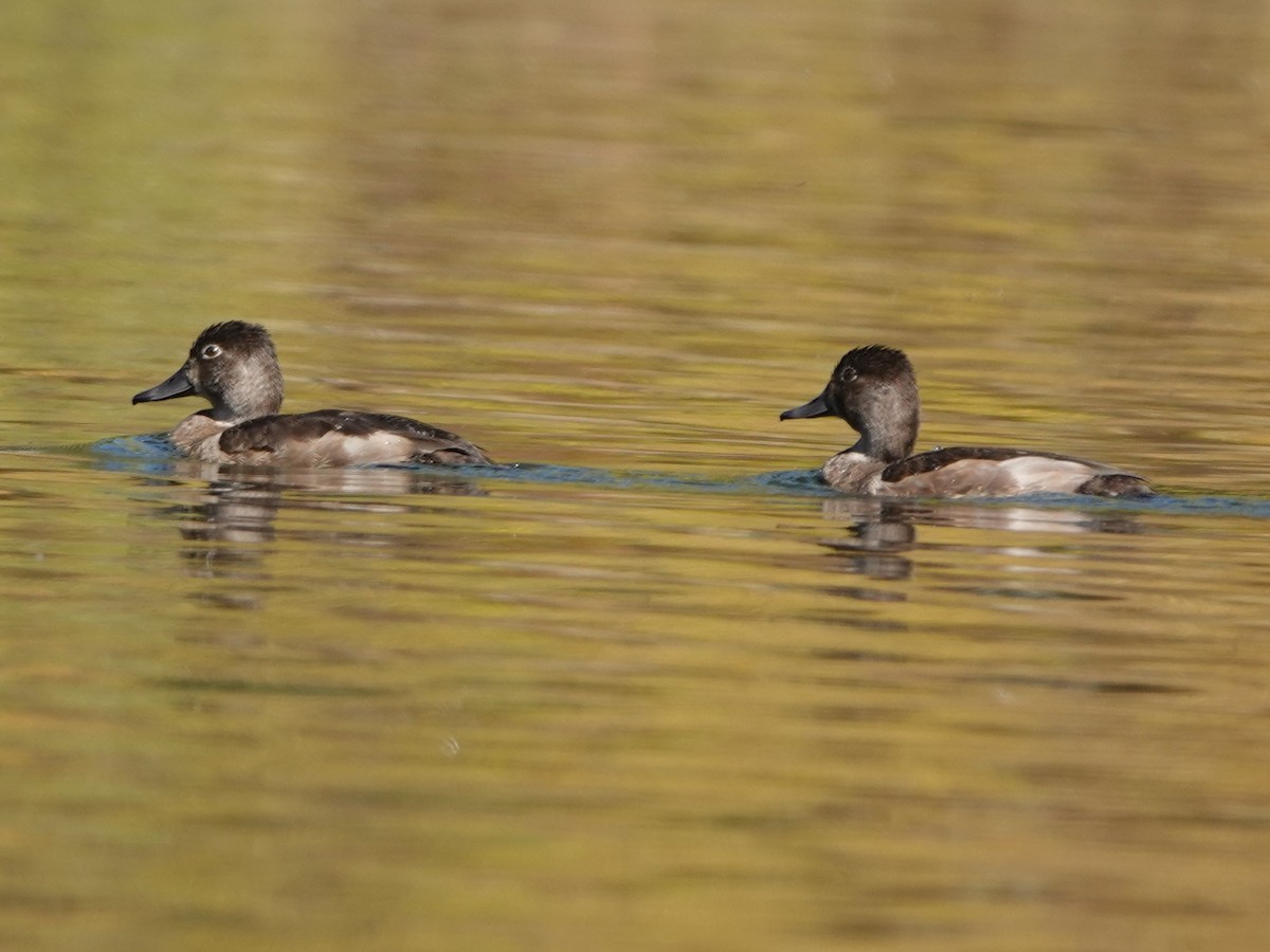 Ring-necked Duck - ML642842065