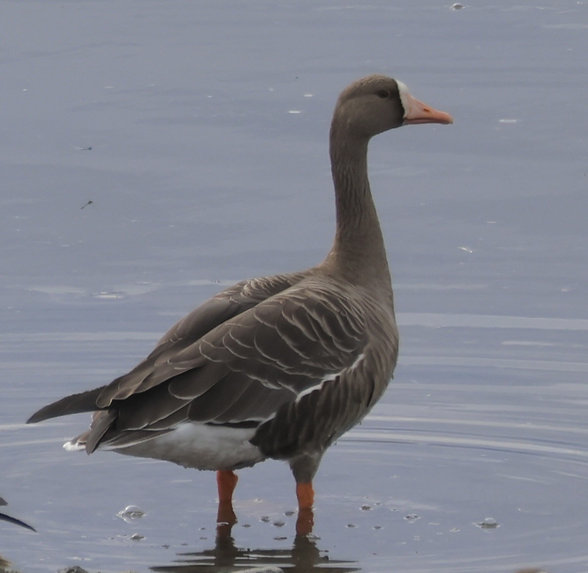 Greater White-fronted Goose - ML642842068