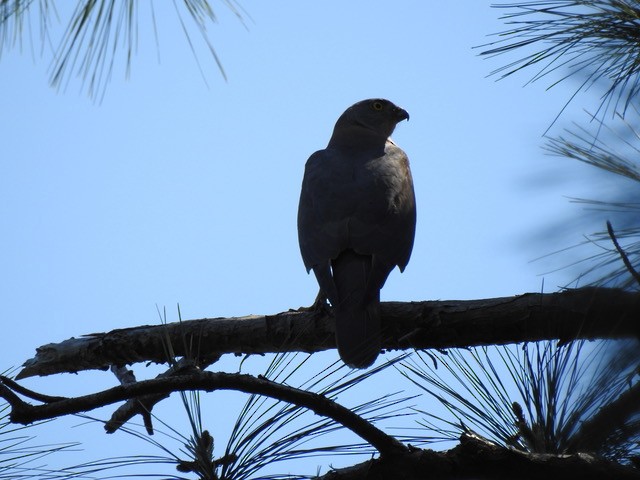 Brown Goshawk - ML642842073