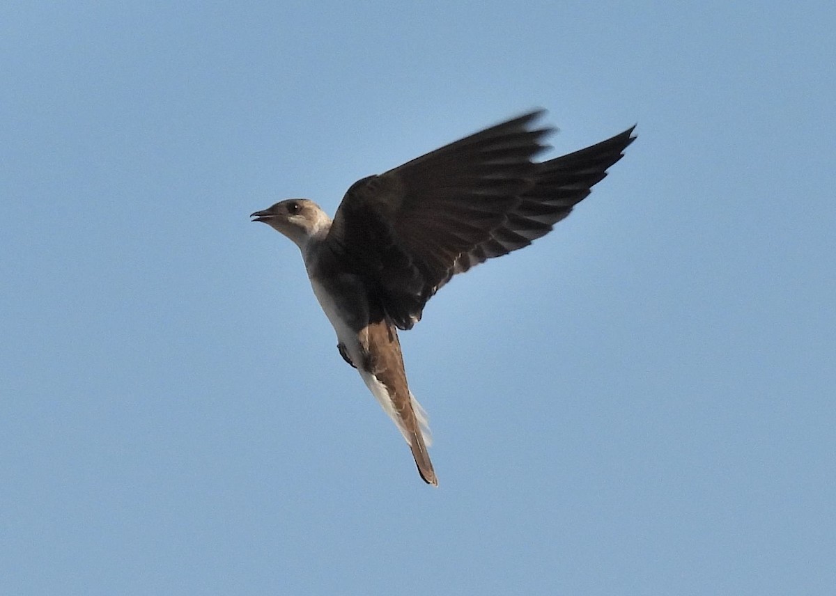 Brown-chested Martin - ML642842081