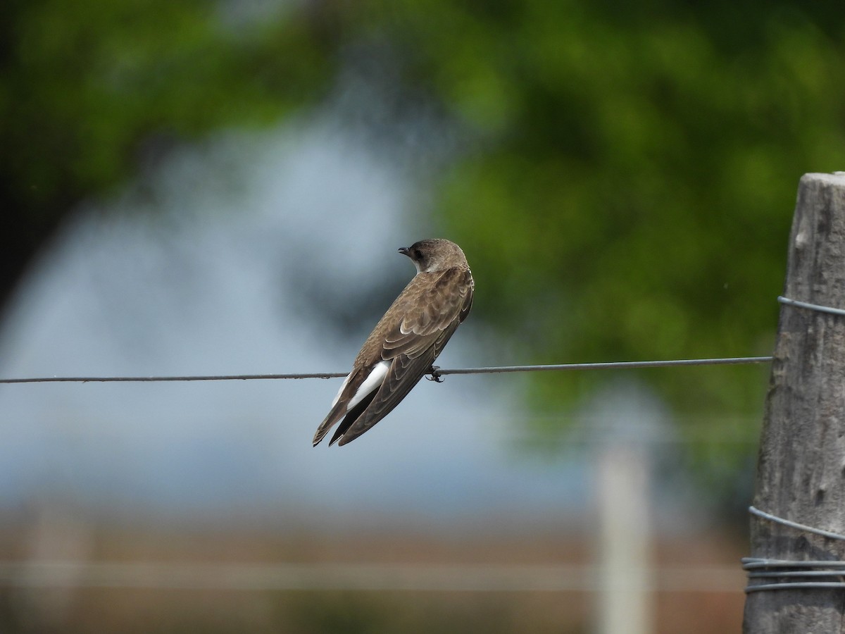 Brown-chested Martin - ML642842082
