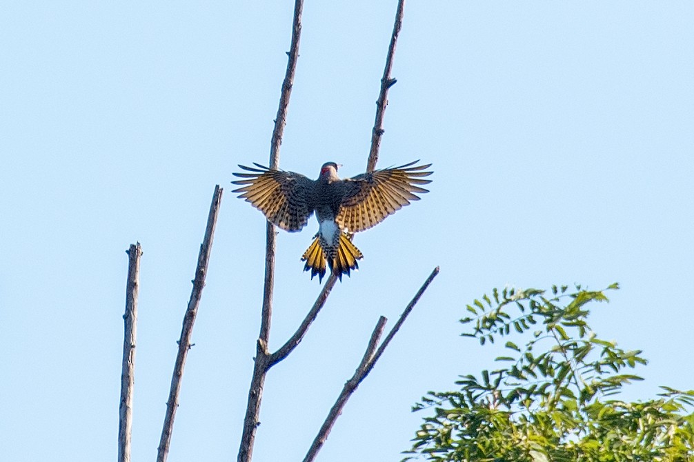 Northern Flicker (Yellow-shafted) - ML642842083