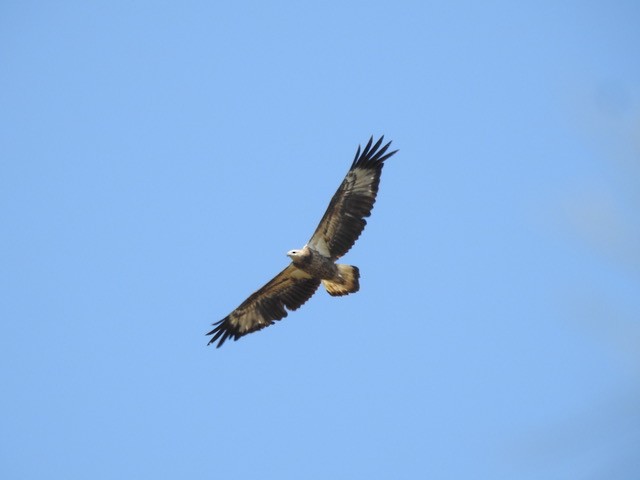 White-bellied Sea-Eagle - ML642842084