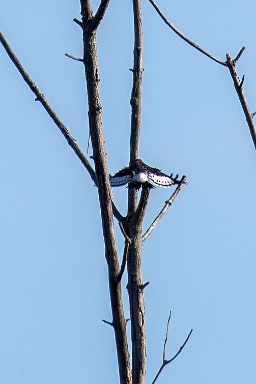 Red-headed Woodpecker - ML642842091