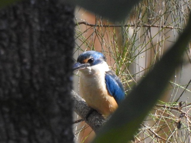 Sacred Kingfisher - ML642842094