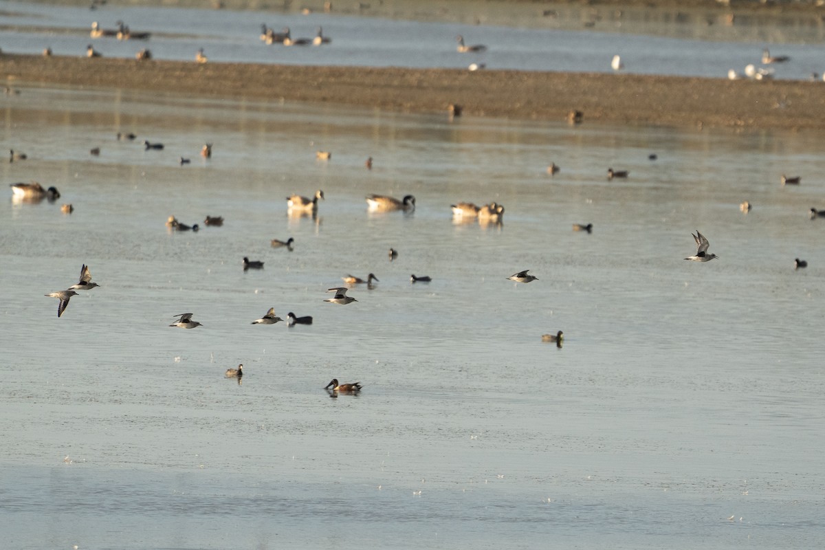 Black-bellied Plover - ML642842098