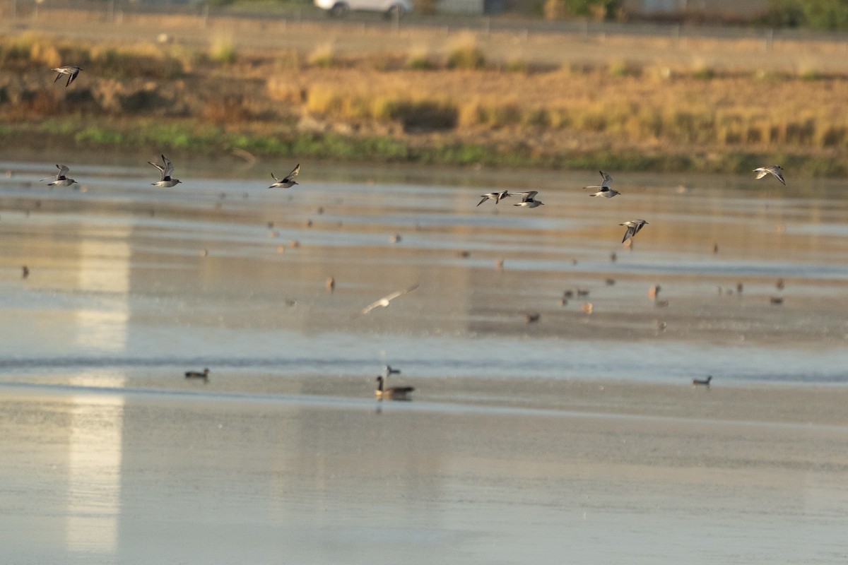 Black-bellied Plover - ML642842099