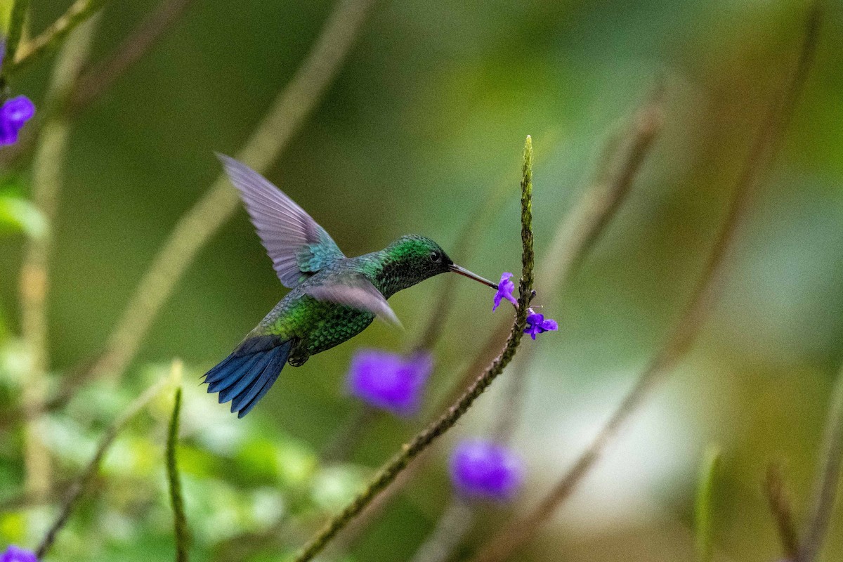Steely-vented Hummingbird - ML642842102
