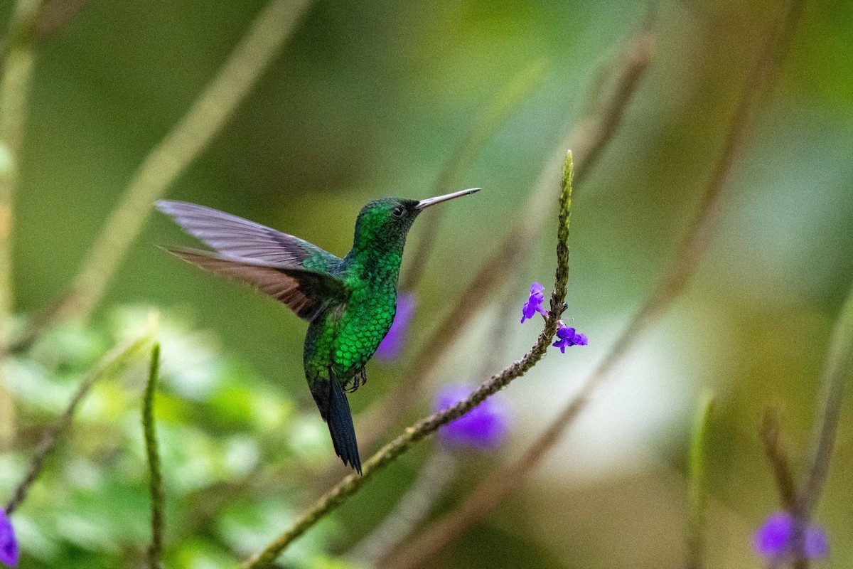 Steely-vented Hummingbird - ML642842103