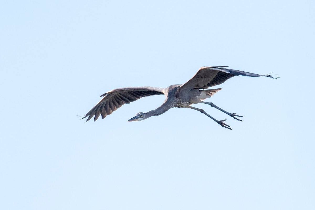 Great Blue Heron - ML642842104