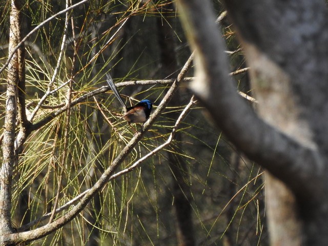 Variegated Fairywren - ML642842107