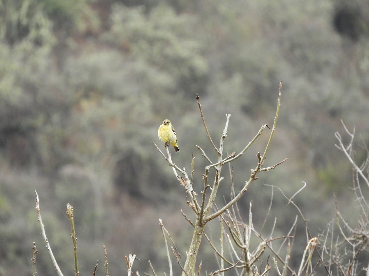 Hooded Siskin - ML642842113