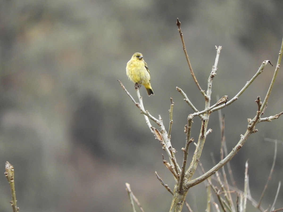 Hooded Siskin - ML642842114