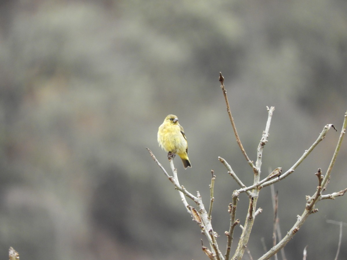 Hooded Siskin - ML642842115
