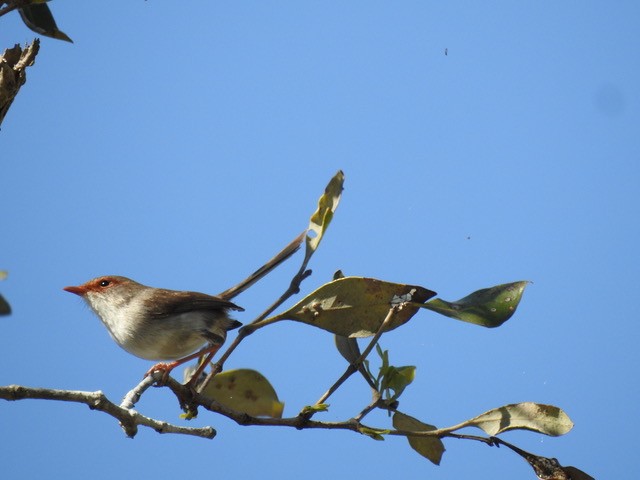 Superb Fairywren - ML642842117