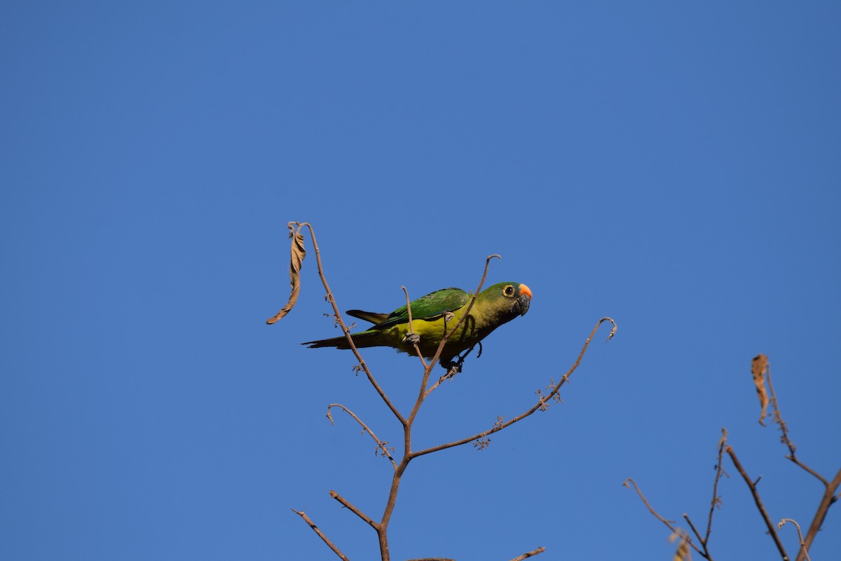 aratinga zlatočelý - ML642842121