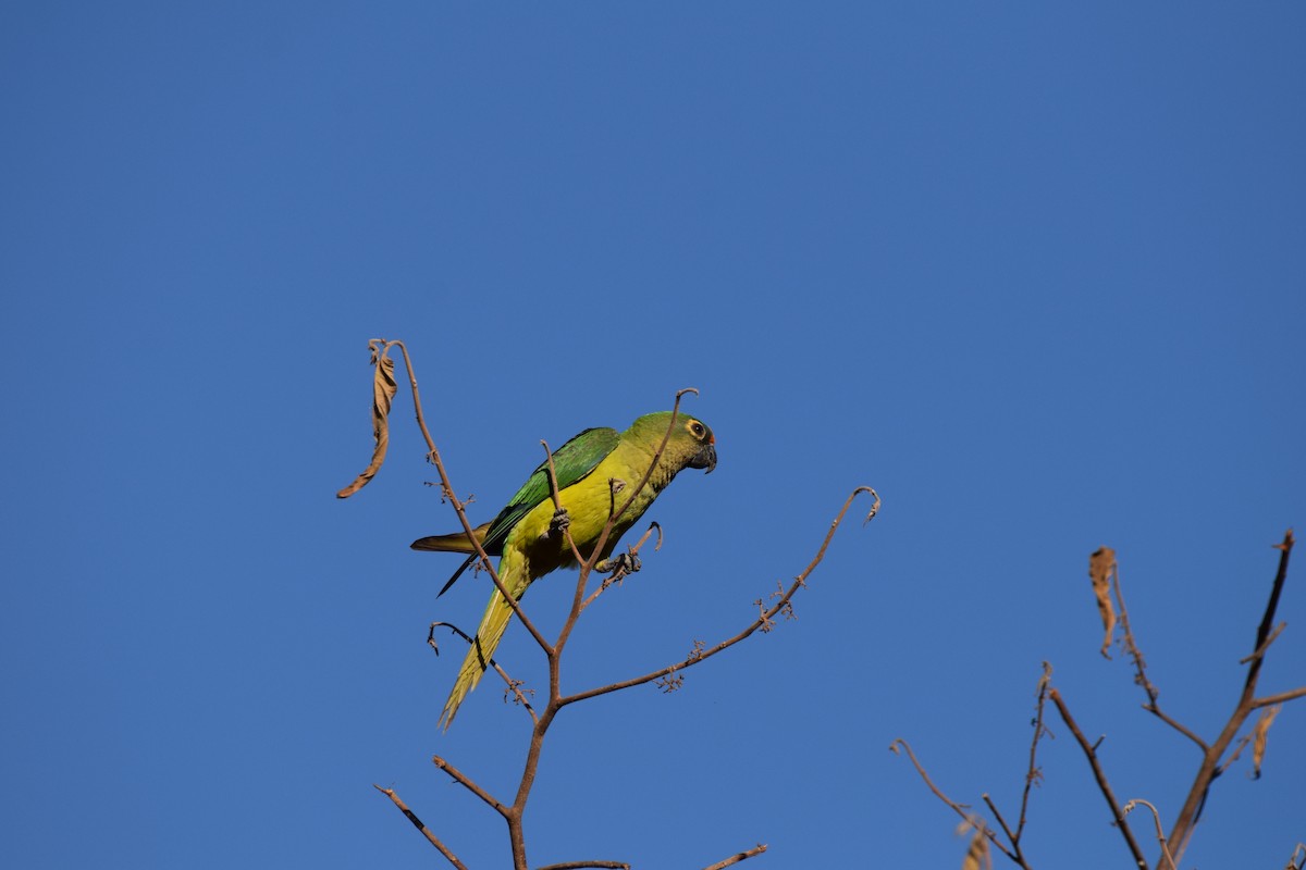 aratinga zlatočelý - ML642842123