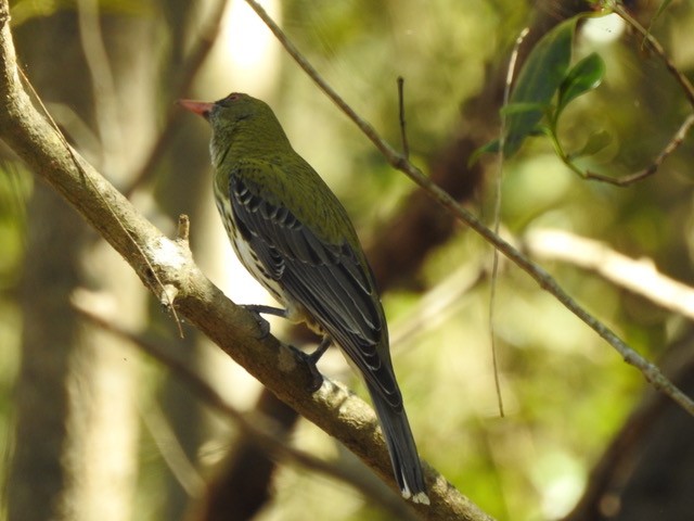 Olive-backed Oriole - ML642842132