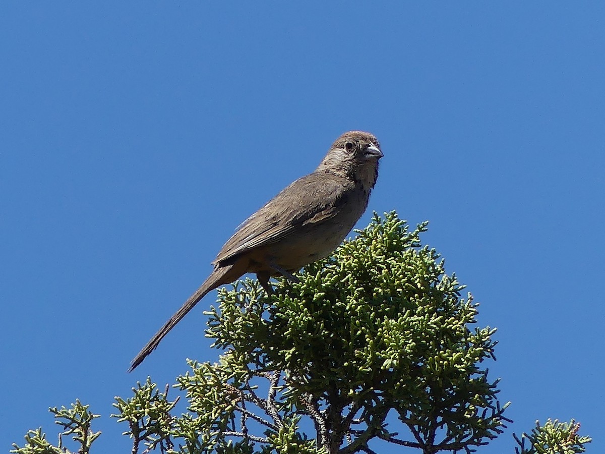 Canyon Towhee - ML642842134