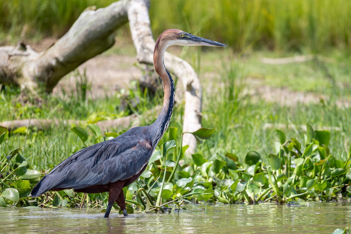 Goliath Heron - ML642842135