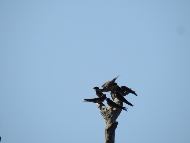 Welcome Swallow - ML642842138