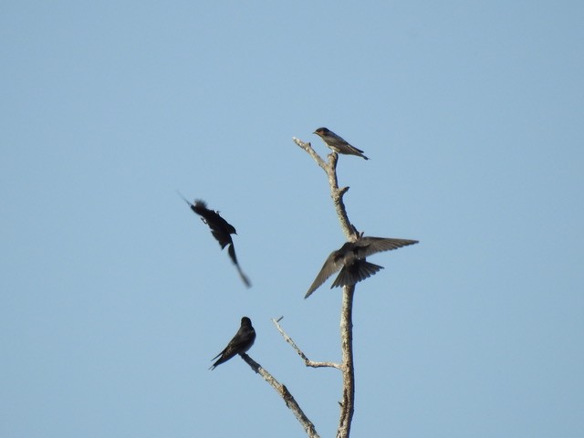 Welcome Swallow - ML642842139