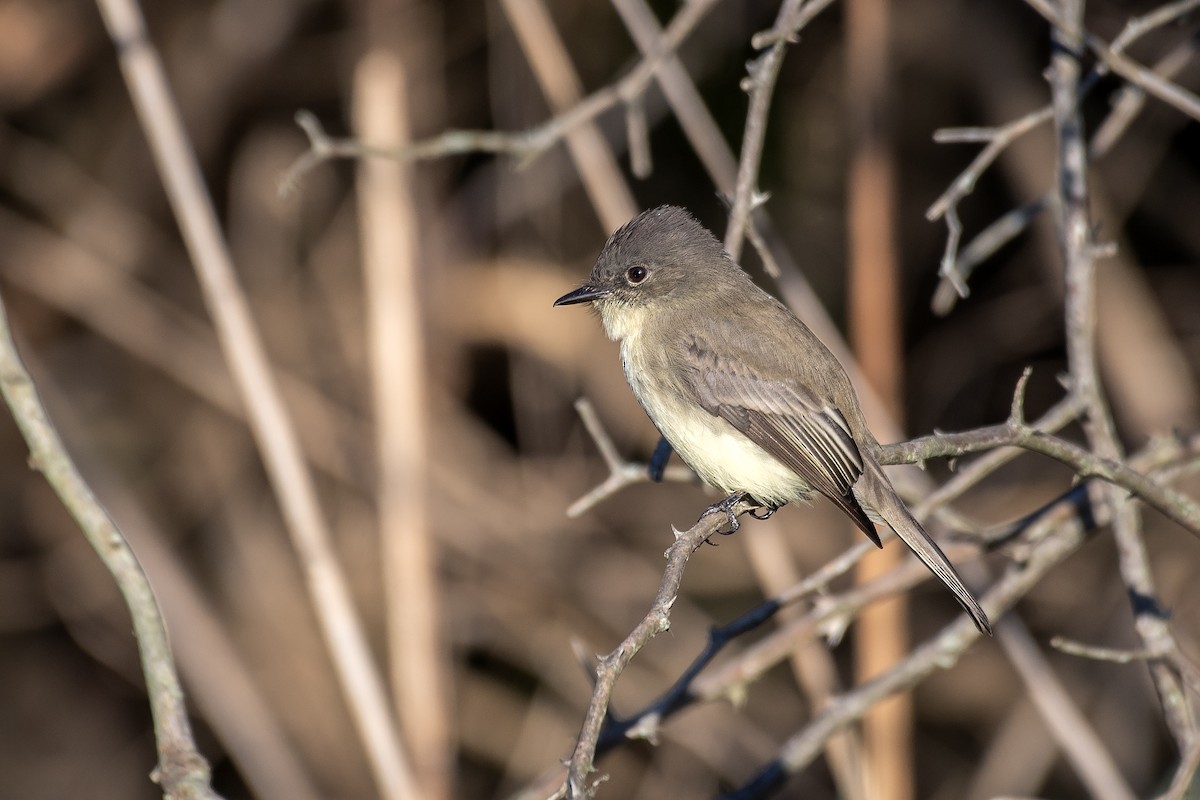 Eastern Phoebe - ML642842143