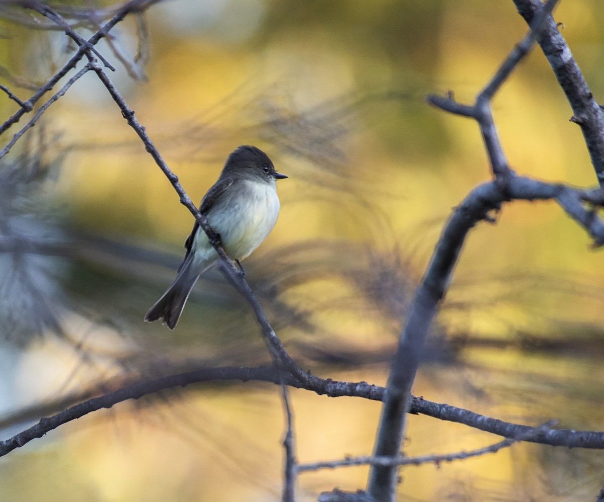 Eastern Phoebe - ML642842146