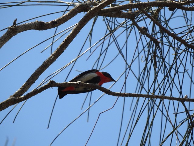 Mistletoebird - ML642842152
