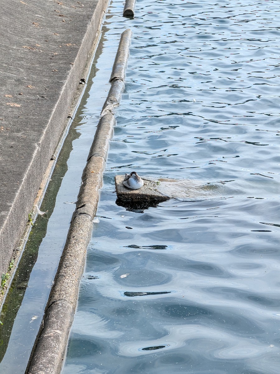Red Phalarope - ML642842153