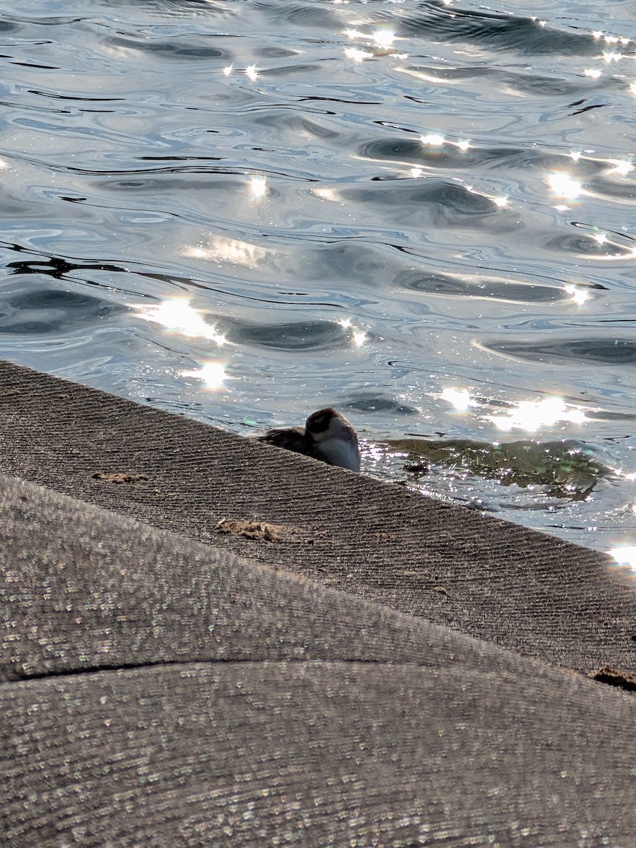 Red Phalarope - ML642842154